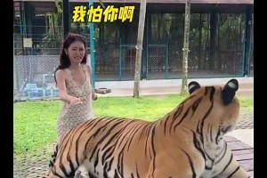 你别说，美娜的胆子还挺大，连老虎的屁股都敢摸
